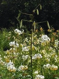 New for 2026! MORE COMING SOON! — The Lily Garden